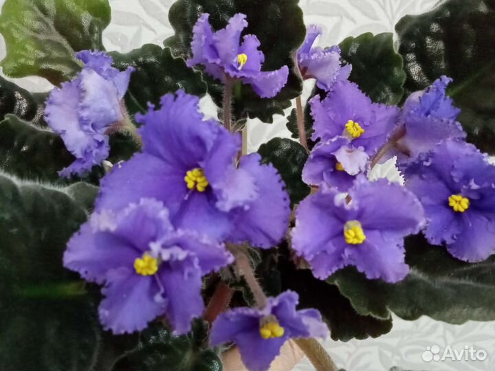 Фиалки зацветающие и цветущие