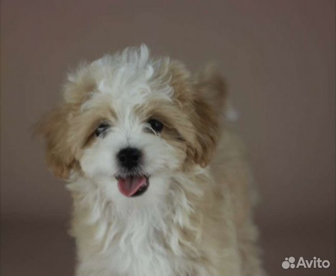 Мальтипу люкс девочка с документами