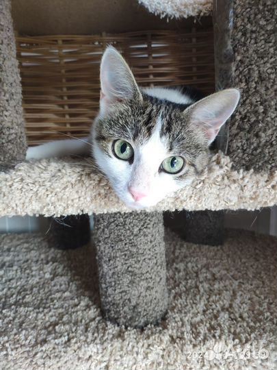 Кошечка в добрые руки