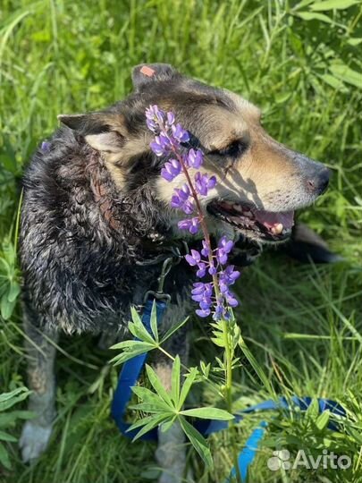 Шикарный Хан