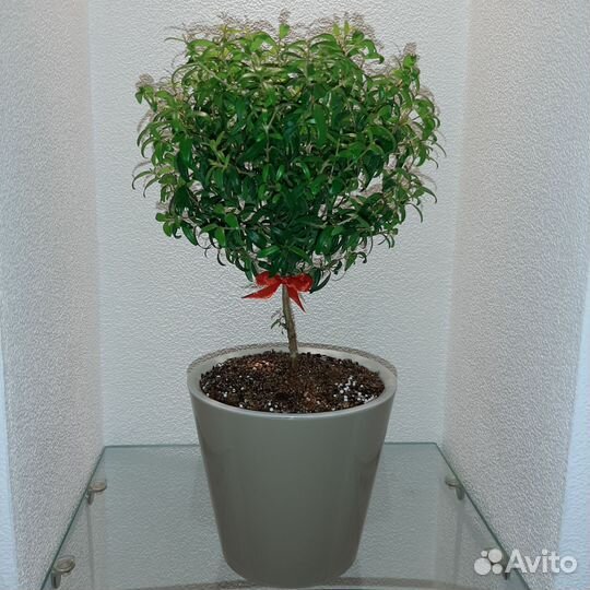 Миртовое дерево. Укоренённые черенки Мирта