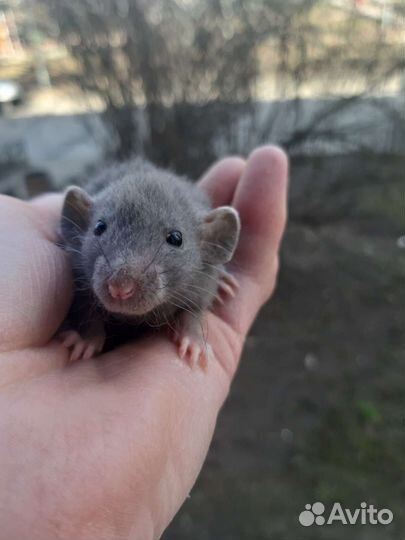 Крысятки дамбо кудрявые