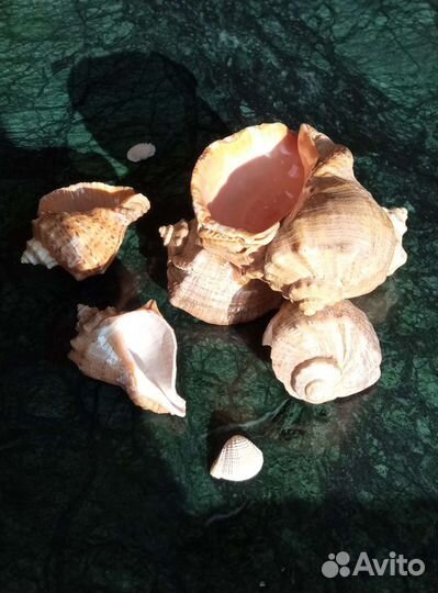 Ракушки