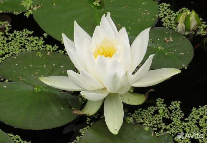 Нимфеи кувшинки