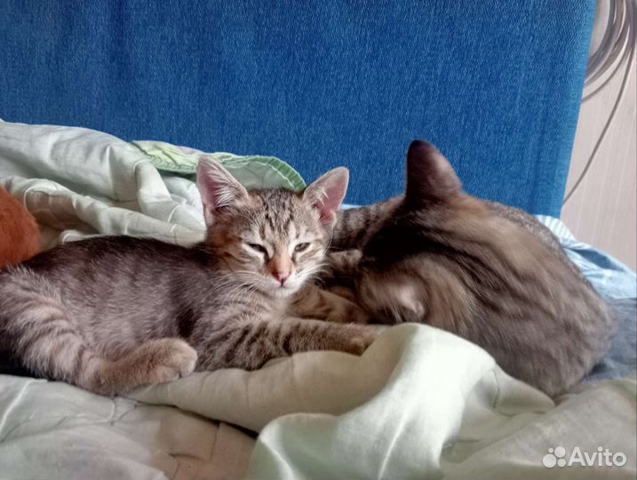 Кошка в дар бесплатно