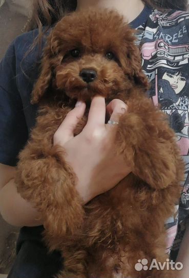 Тедди малыш