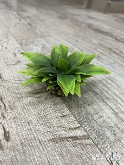 Растения для аквариума