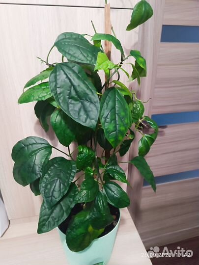 Клеродендрум томпсон