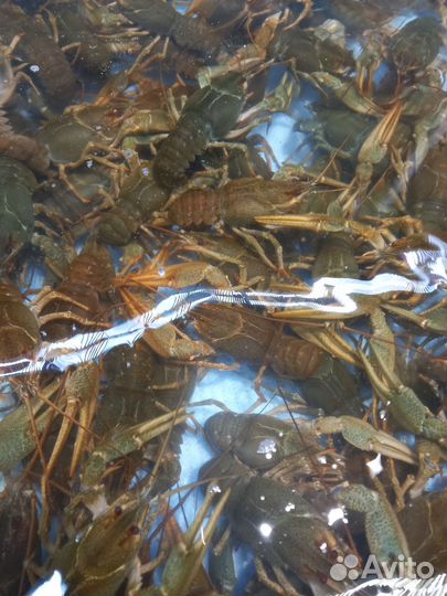 Живые раки. Доставка