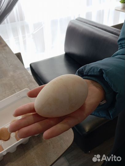 Яйца гусиные/Индюшачии/куриные