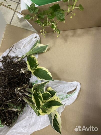 Цветы хоста