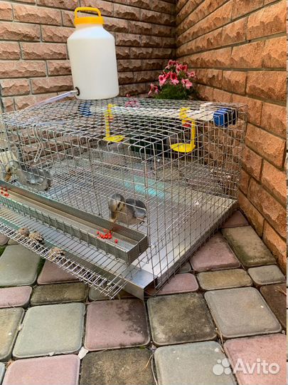 Клетка для перепелов