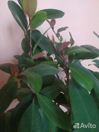 Фикус высота 60 см 3 растения в горшке