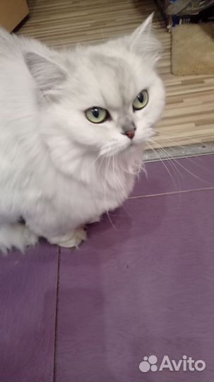 В добрые руки