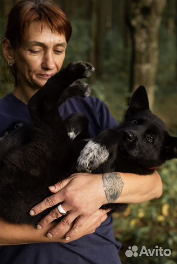 Щенок в добрые руки