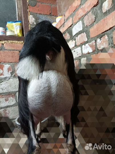 Коза дойная Ламанча