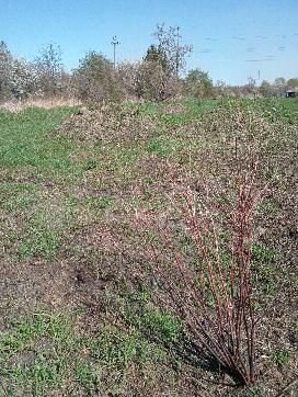 Участок 6 сот. (ИЖС)