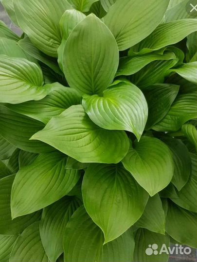 Хоста книфофия