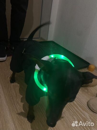 Светящийся ошейник для собак