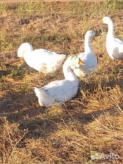 Гуси холмогоры