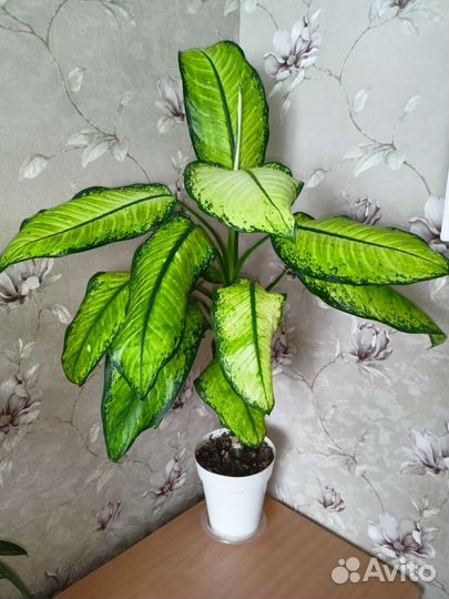 Диффенбахия Рудольф Роерс