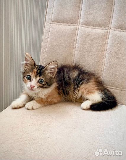 Котенок в самые добрые руки