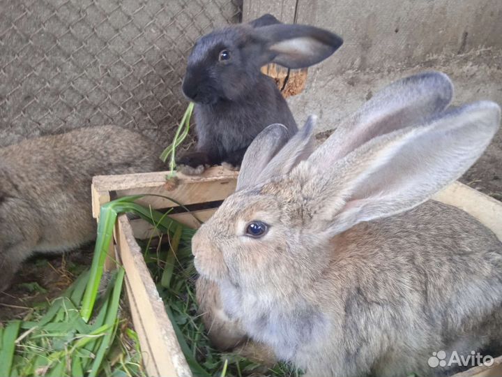 Крольчата фландр