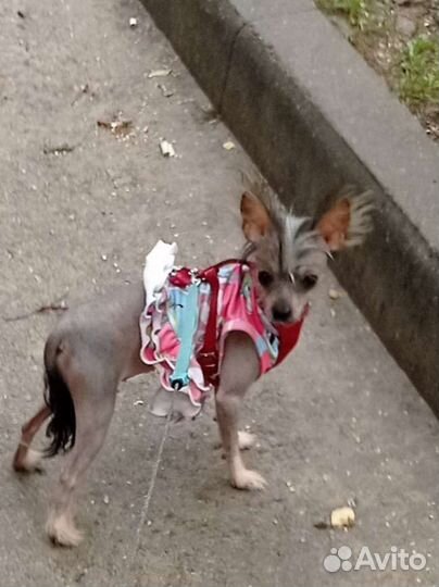 Китайская хохлатая