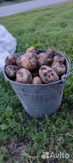 Продам картофель