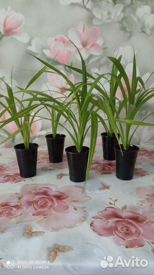 Растение панданус