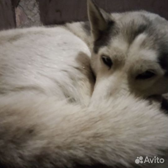 Найдена собака