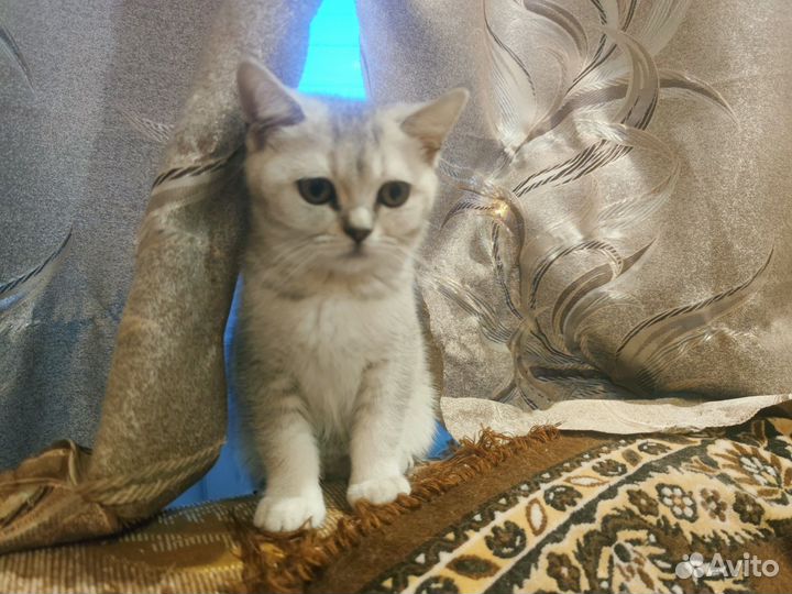 Шотландские котята