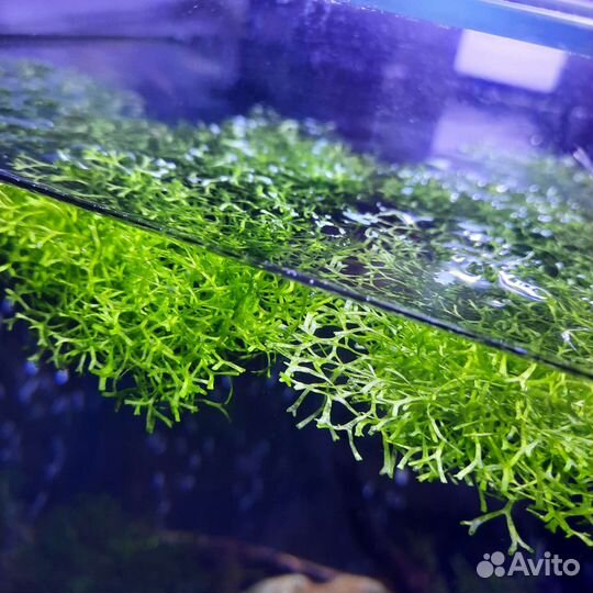 Мох риччия, Бликса Японская