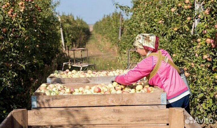 Требуется Разнорабочий по сборке яблок