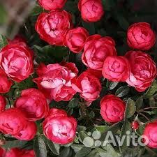 Розы в ассортименте