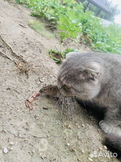 Кошка бесплатно