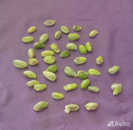 Саженцы,морозостойкие фисташки