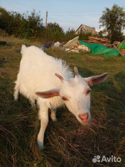 Козочка молодая