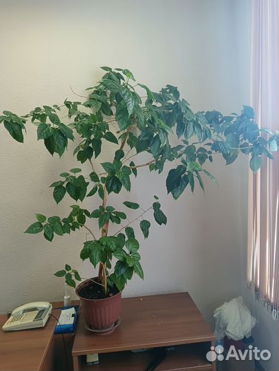 Гибискус китайская роза