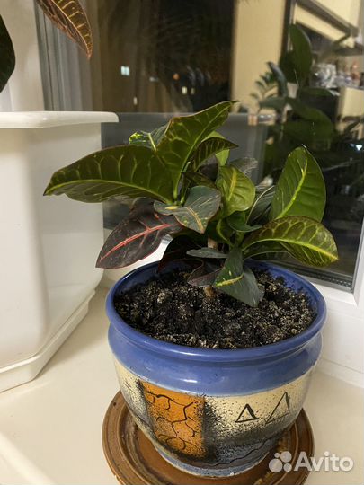 Кодиеум кротон