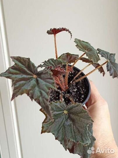 Бегония. Комнатные растения. Цветы