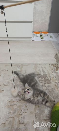 Котенок 2 месяца девочка