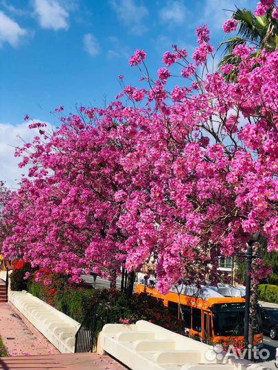 Гостиница для растений