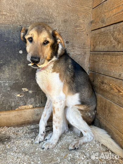Самая ласковая и добрая собака пропадает в приюте