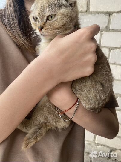 Кошка вислоухая