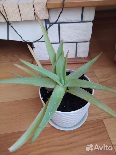 Комнатные домашние растения-Алоэ Вера