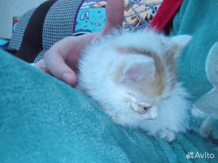 Рыжий котенок мальчик 2 месяца (или больше)