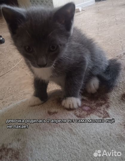 Сибирская кошка