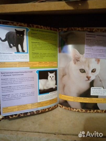 Энциклопедия о кошках