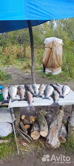 Рыбалка и отдых на Камчатке